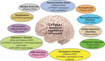 Cholesterol Hydroxylating Cytochrome P450 46A1: From Mechanisms of Action to Clinical Applications